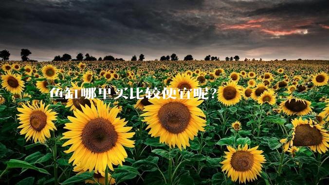 鱼缸哪里买比较便宜呢？